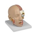 Erler Zimmer Anatomisches Modell "Kopf"