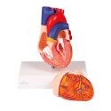 Erler Zimmer Anatomisches Modell "Herz"