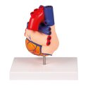 Erler Zimmer Anatomisches Modell "Herz"