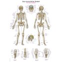 Erler Zimmer Anatomisk undervisningstavle Det menneskelige skelet