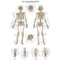 Erler Zimmer Anatomische Lehrtafel Das menschliche Skelett