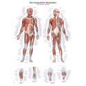 Erler Zimmer Anatomisk undervisningstavle Den menneskelige muskulatur