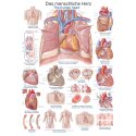 Erler Zimmer Anatomisk undervisningstavle Det menneskelige hjerte