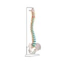 Erler Zimmer Flexible Spine With pelvis