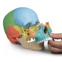 Osteopathie-Schädelmodell, 22-teilig Farblich gekennzeichnete Strukturen