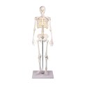 Erler Zimmer Skeletmodel "Miniatur-Skelett Tom"