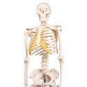 Erler Zimmer Skeletmodel "Miniatur-Skelett Tom"