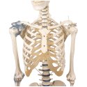 Skelett "Otto" mit Bandapparat