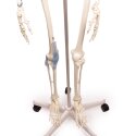 Skelett "Otto" mit Bandapparat