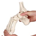 Erler Zimmer Skeletmodel "Bevægeligt fodskelet med fastgørelse af skinneben og fibula"