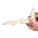 Erler Zimmer Skeletmodel "Bevægeligt fodskelet med fastgørelse af skinneben og fibula"