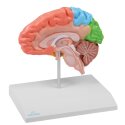 Erler Zimmer Anatomisk model "Hjerne regioner og naturlig størrelse"