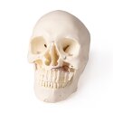 Erler Zimmer Skeletmodel Kranie, kan demonteres i 5 dele til tandbehandling