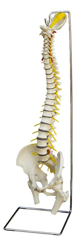 Anatomisches Modell „Wirbelsäule mit Bandscheibenvorfall“
