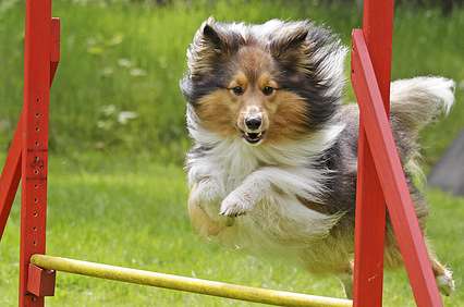 Sheltie beim Agility-Training