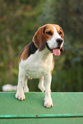 Beagle im Agility-Parcour