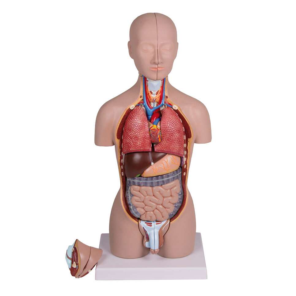 Erler Zimmer Anatomisches Modell „Miniatur-Torso“