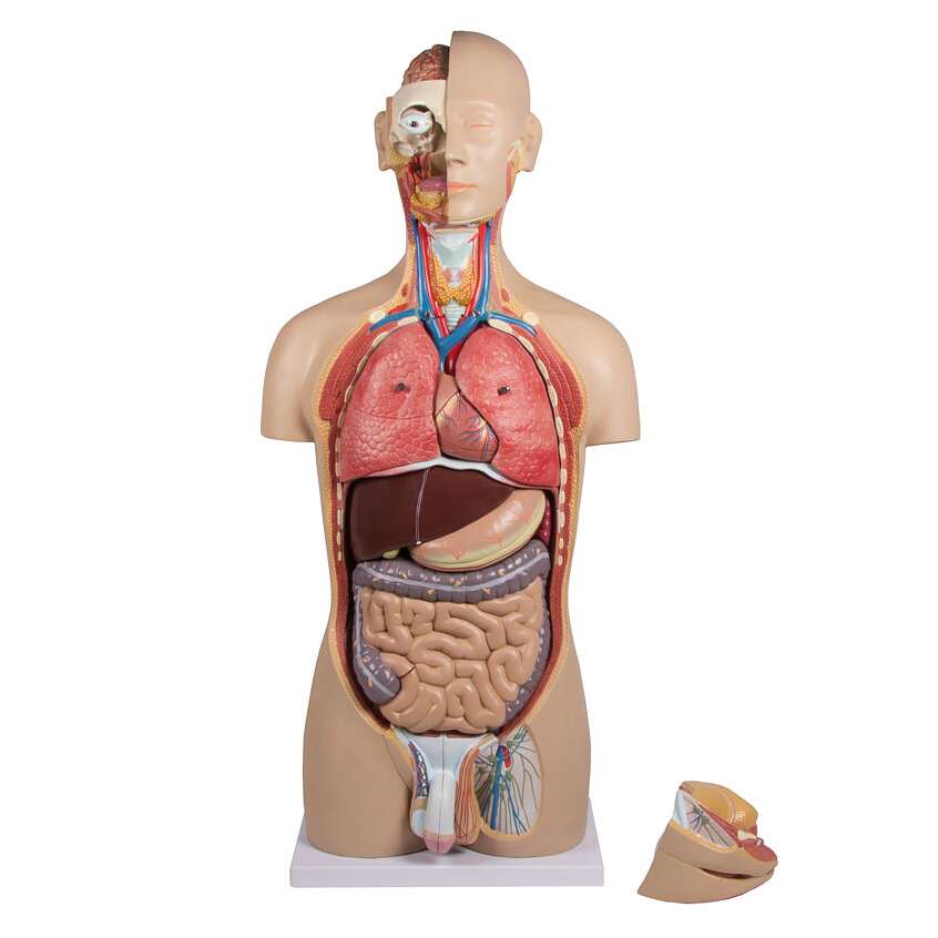 Erler Zimmer Anatomisches Modell „Torso mit geöffnetem Rücken“