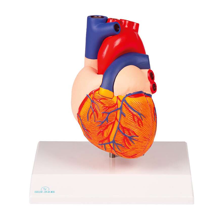 Erler Zimmer Anatomisches Modell „Herz“