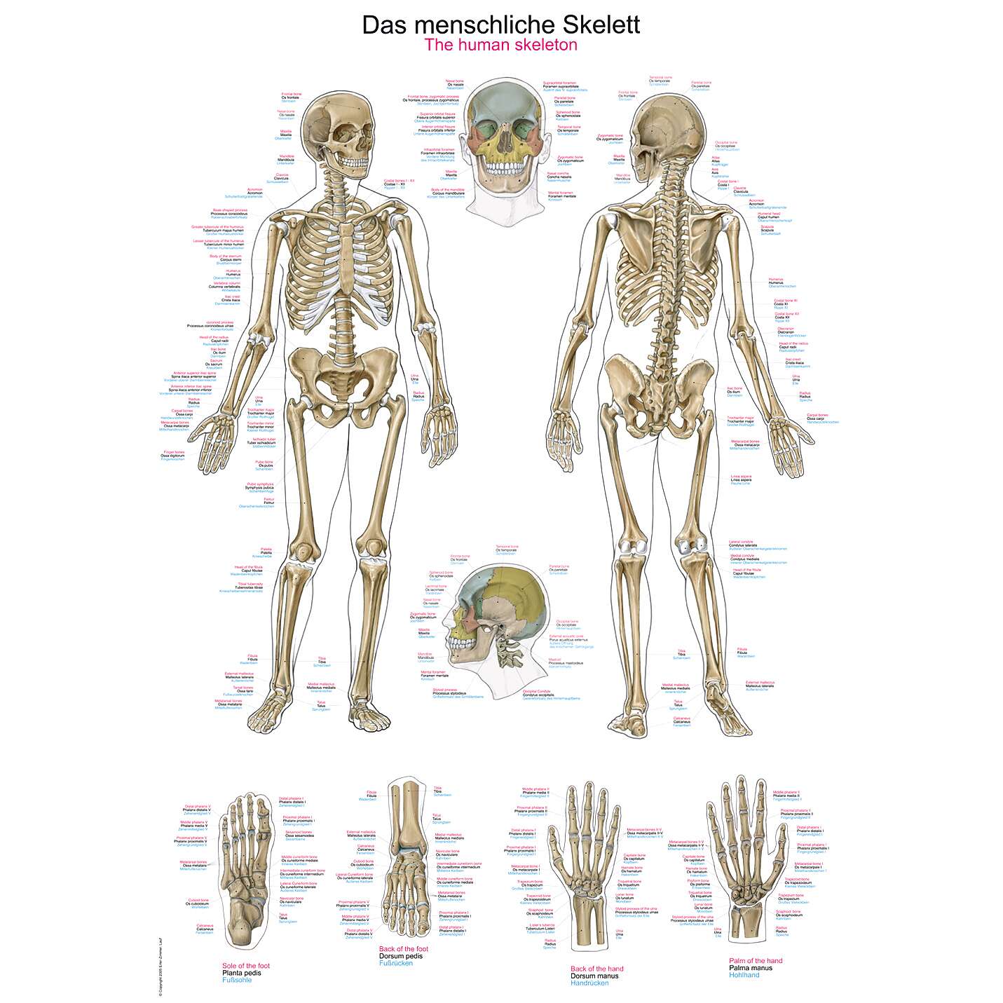 Erler Zimmer Anatomische Lehrtafel, Das menschliche Skelett