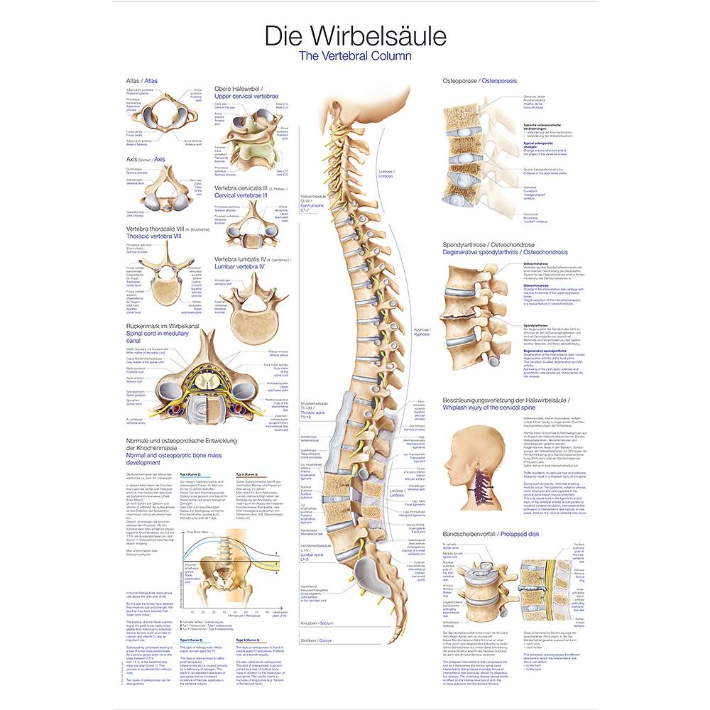 Erler Zimmer Anatomische Lehrtafel, Die Wirbelsäule