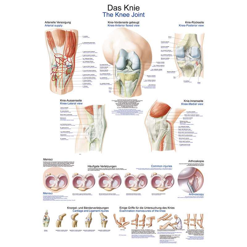 Erler Zimmer Anatomische Lehrtafel, Das Knie