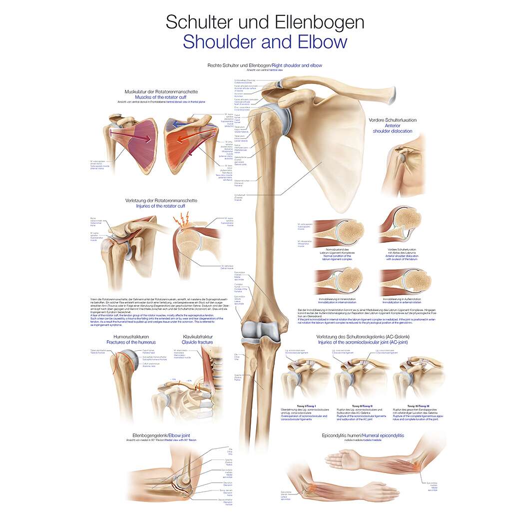 Erler Zimmer Anatomische Lehrtafel, Die Schulter und der Ellenbogen
