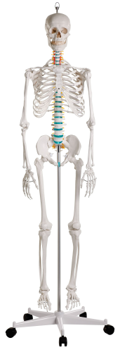 Erler Zimmer Skelettmodell "Schulskelett Oscar"