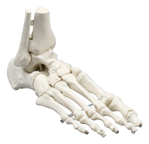 Erler Zimmer Skelettmodell "Fußskelett"