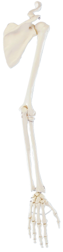 Erler Zimmer Skelettmodell "Armskelett mit Schultergürtel"