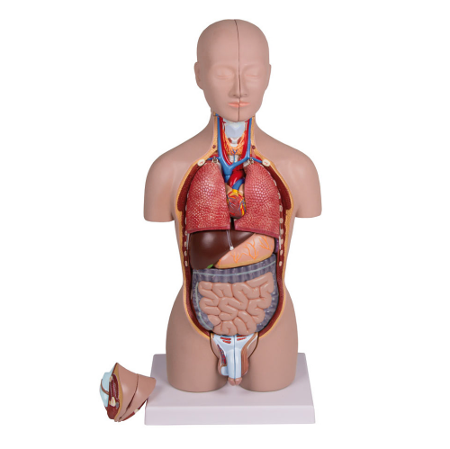 Erler Zimmer Anatomisches Modell "Miniatur-Torso"