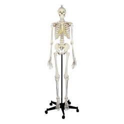 Human Skeleton