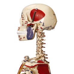 Mini-Skelett mit Muskelbemalung / Anatomisches Modell