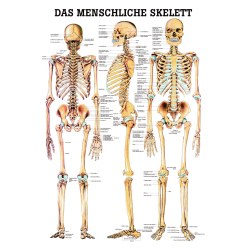 Anatomic Wall Charts (in German) The human skeleton