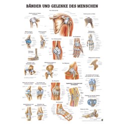 Anatomic Wall Charts (in German) Ligaments and joints