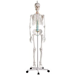 Erler Zimmer Skeletmodel "Skoleskelettet Oscar"