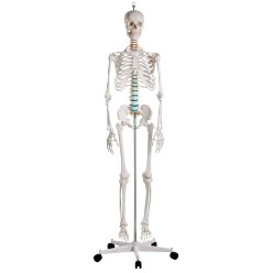 Erler Zimmer Skeletmodel "Skoleskelettet Oscar"