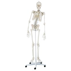 Erler Zimmer Skeletmodel "Skelet Hugo", bevægelig