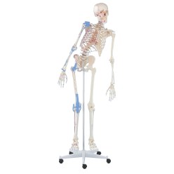 Erler Zimmer Skeletmodel "Skoleskelet Max",bevægelig