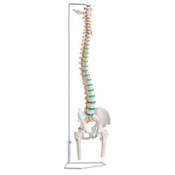Erler Zimmer Skeletmodel "Fleksibel Rygsøjle"