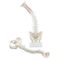 Erler Zimmer Flexible Spine with Pelvis and Stand