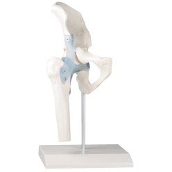  Erler Zimmer Hip Joint Model with Ligaments