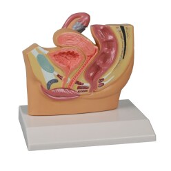 Erler Zimmer Anatomie-Modell "Becken"