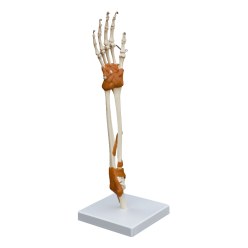 Hand- und Ellenbogengelenk / Anatomisches Modell