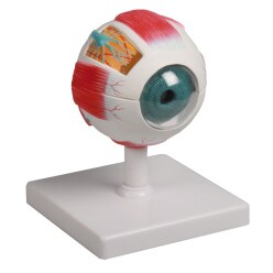 Erler Zimmer Anatomie-Modell "Auge"