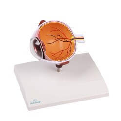 Erler Zimmer Anatomie-Modell "Augenhälfte"