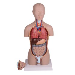 Erler Zimmer Anatomie-Modell "Miniaturtorso"