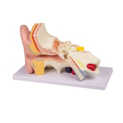 Erler Zimmer Anatomie-Modell "Ohr"