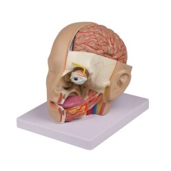 Erler Zimmer Anatomie-Modell "Kopf"