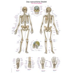 Anatomic Wall Charts (in German) The human skeleton
